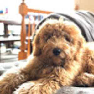 Meet your Posher, Sandy